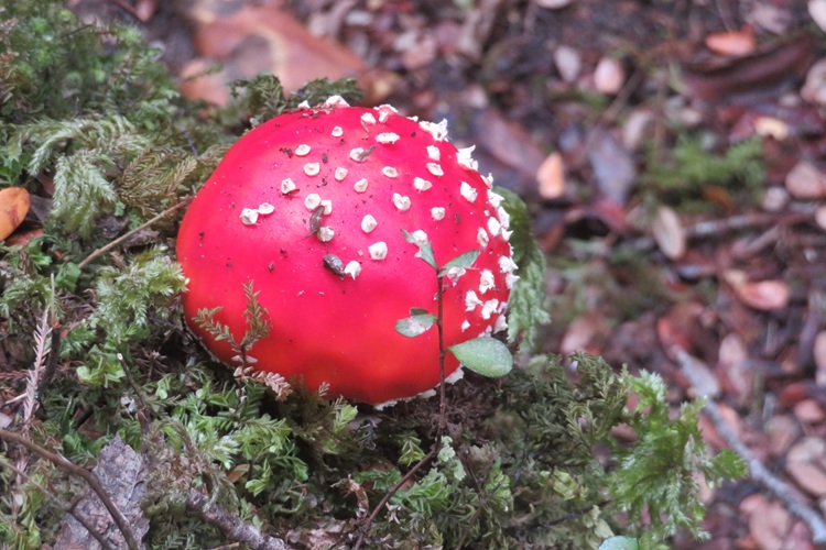 Early morning light on the Kepler Track, New Zealand