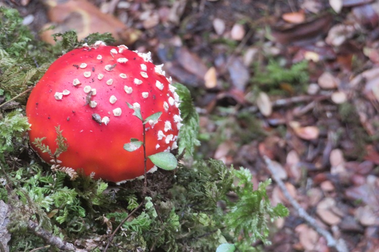 Early morning light on the Kepler Track, New Zealand