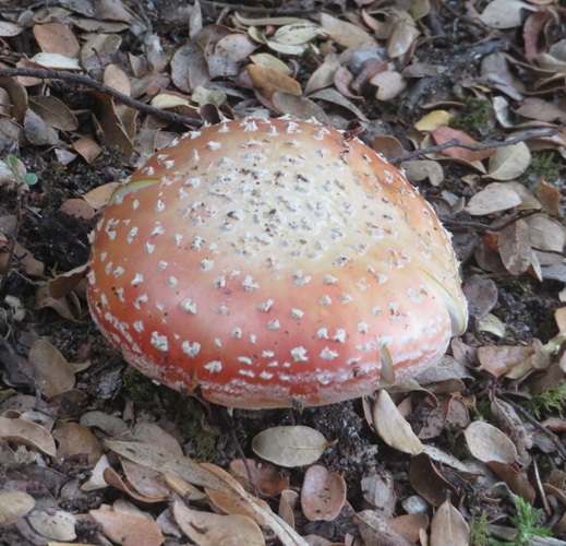 Lake Manapouri on the Kepler Track, New Zealand