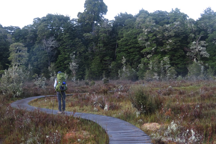 Walking through the beech forest on the Kepler Track, New Zealand