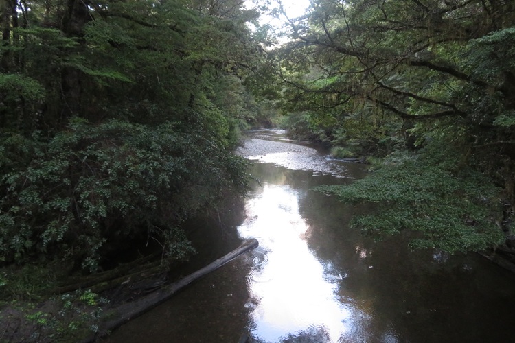 Walking through the beech forest on the Kepler Track, New Zealand