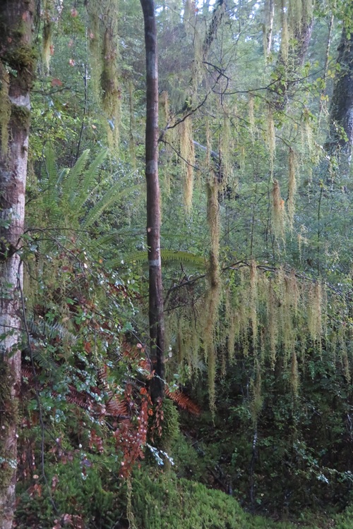 Walking through the beech forest on the Kepler Track, New Zealand