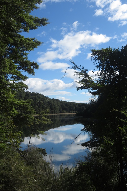 Walking through the beech forest on the Kepler Track, New Zealand