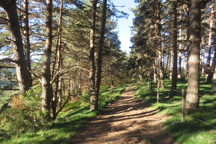 Through the forests on the Chemin de Saint Jacques