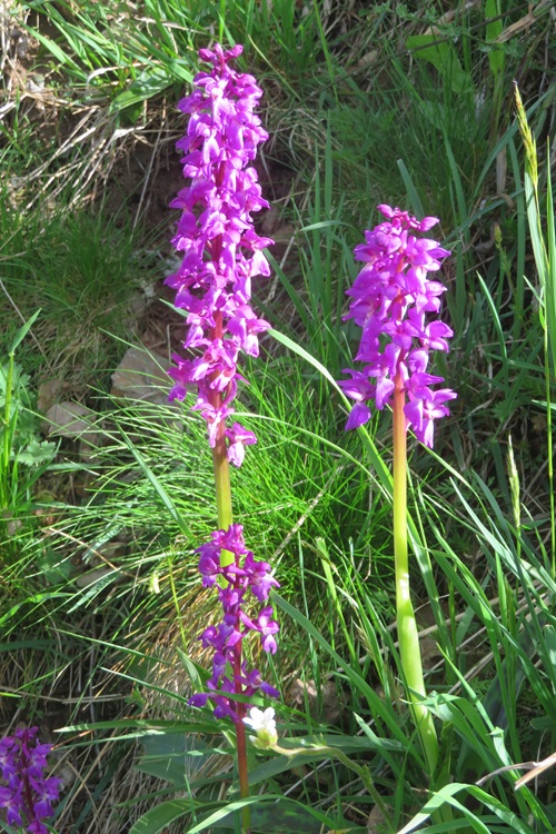 A native orchid on the Chemin de Saint Jacques