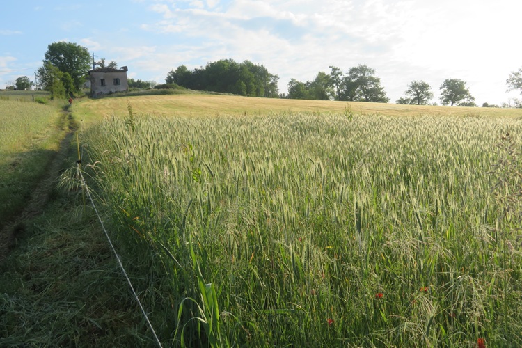 Views from the trail, Camino via Podiensis