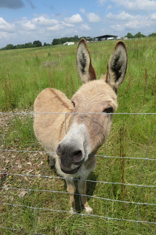 A hungry donkey on the Chemin de Saint Jacques
