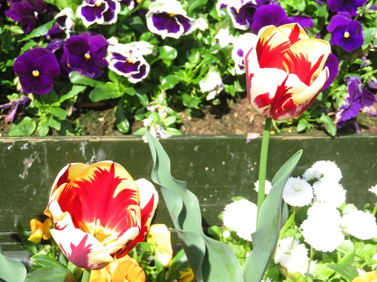 Spring blooms along the Chemin de St Jacques in France