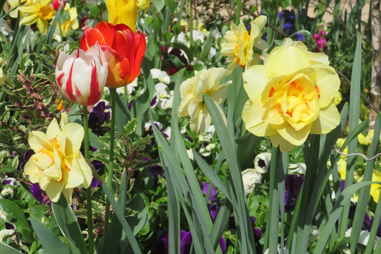 Spring blooms along the Chemin de St Jacques in France