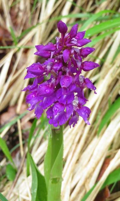 Spring blooms along the Chemin de St Jacques in France
