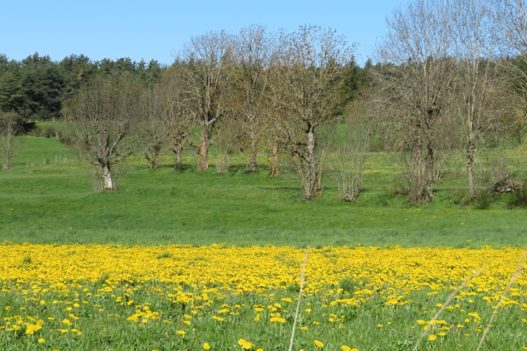 Spring blooms along the Chemin de St Jacques in France