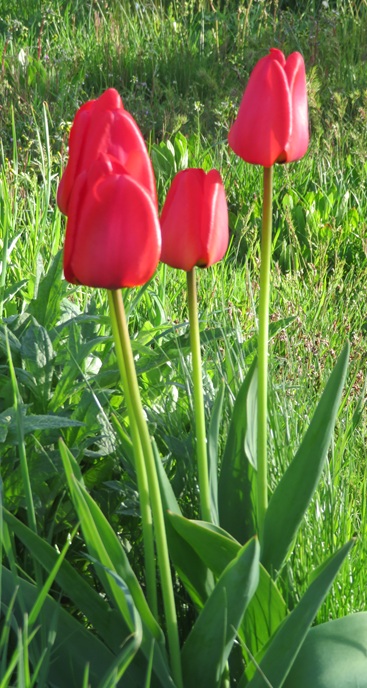 Spring blooms along the Chemin de St Jacques in France