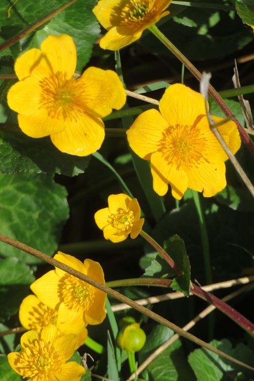 Spring blooms along the Chemin de St Jacques in France
