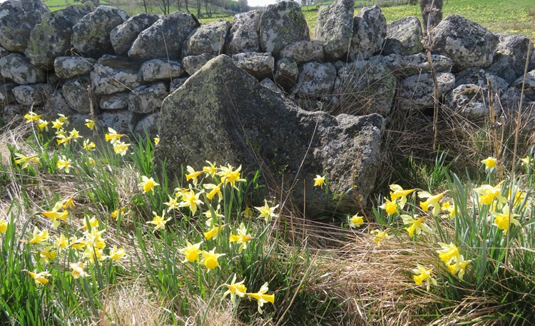 Spring blooms along the Chemin de St Jacques in France