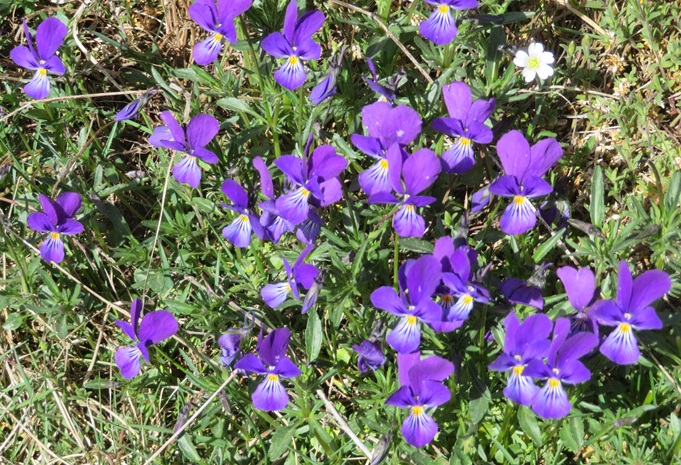 Spring blooms along the Chemin de St Jacques in France