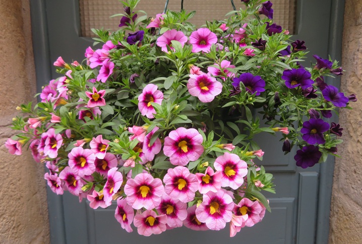 Spring blooms along the Chemin de St Jacques in France