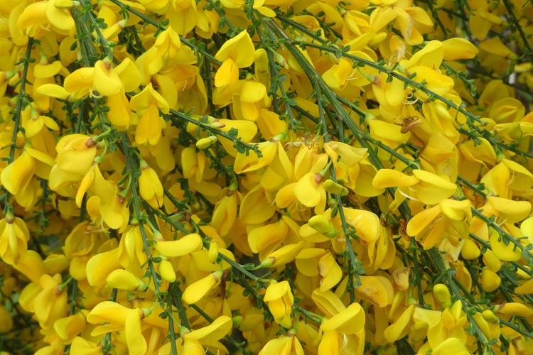 Spring blooms along the Chemin de St Jacques in France