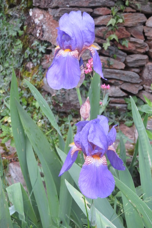 Spring blooms along the Chemin de St Jacques in France