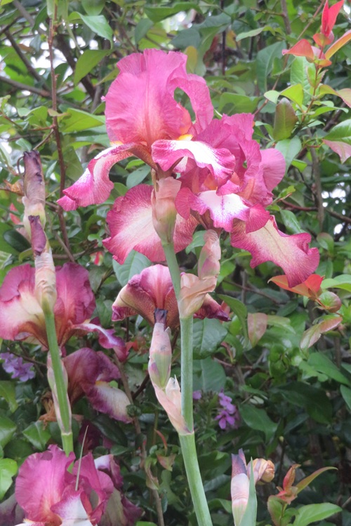 Spring blooms along the Chemin de St Jacques in France