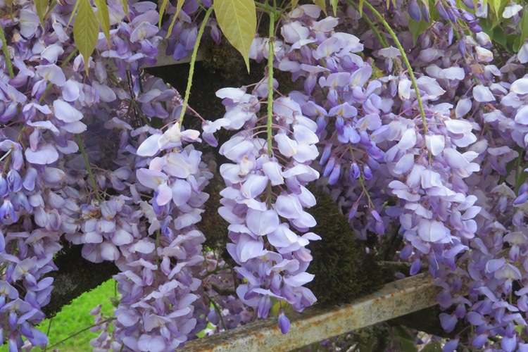 Spring blooms along the Chemin de St Jacques in France