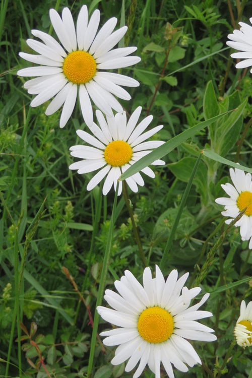 Spring blooms along the Chemin de St Jacques in France