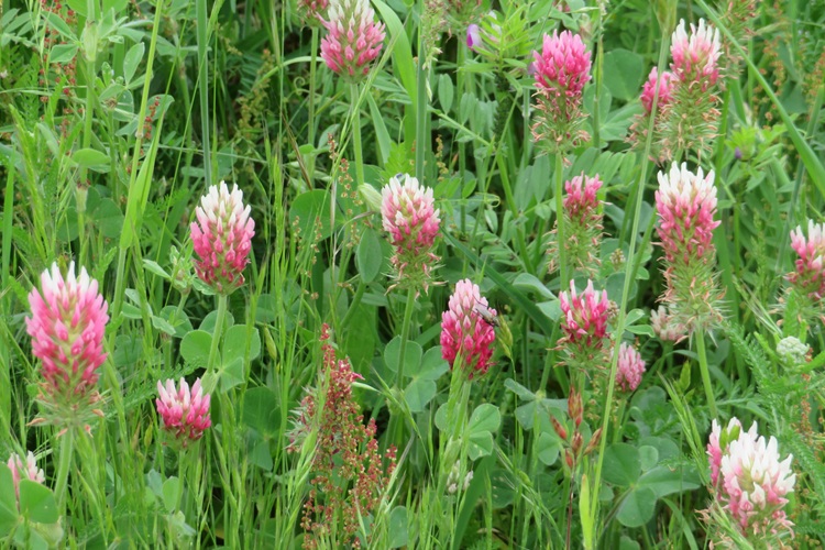 Spring blooms along the Chemin de St Jacques in France