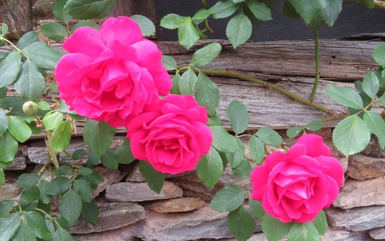 Spring blooms along the Chemin de St Jacques in France