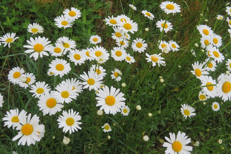 Spring blooms along the Chemin de St Jacques in France