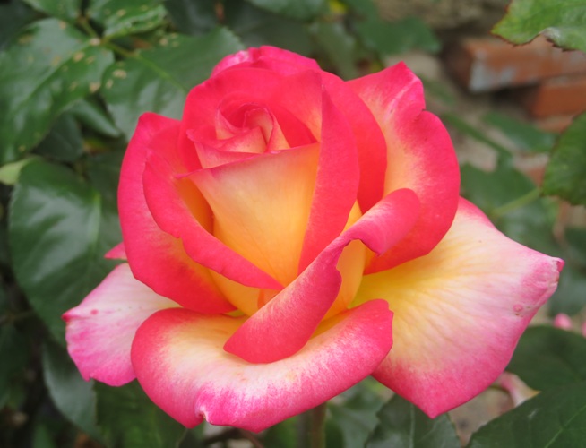 Spring blooms along the Chemin de St Jacques in France