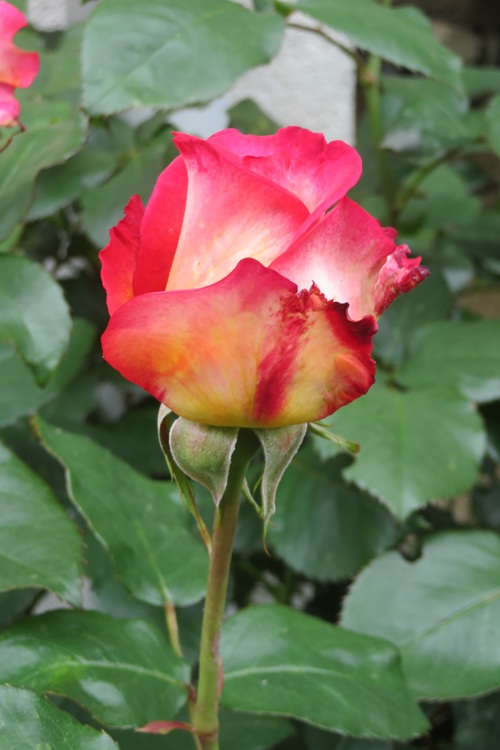 Spring blooms along the Chemin de St Jacques in France