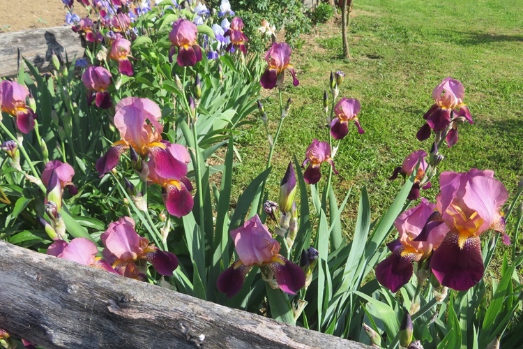 Spring blooms along the Chemin de St Jacques in France