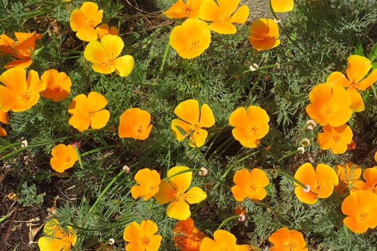 Spring blooms along the Chemin de St Jacques in France