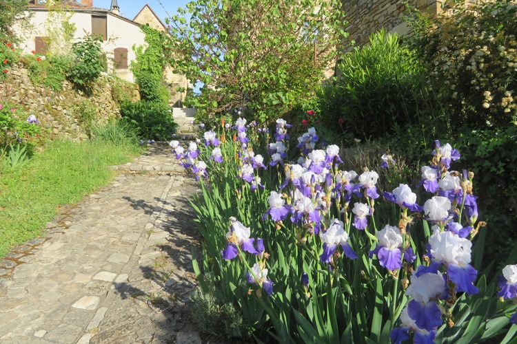 Spring blooms along the Chemin de St Jacques in France