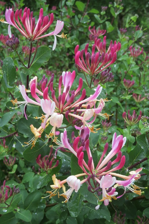 Spring blooms along the Chemin de St Jacques in France
