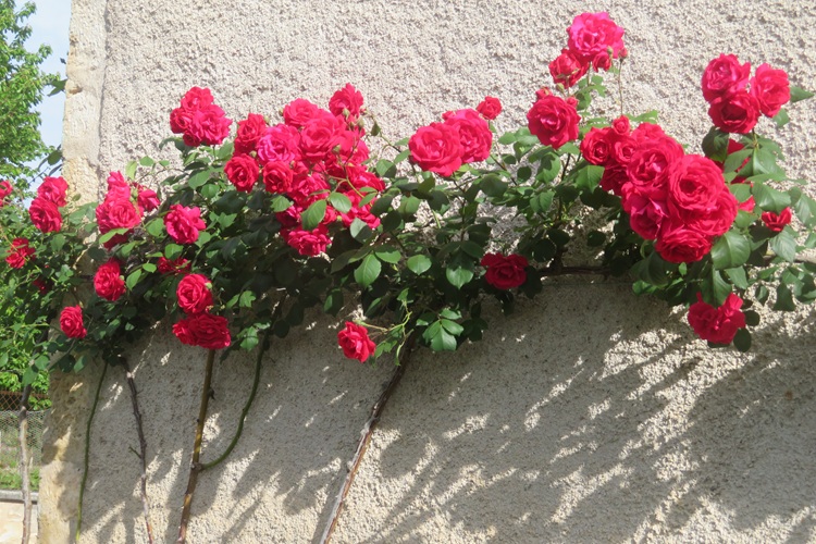 Spring blooms along the Chemin de St Jacques in France