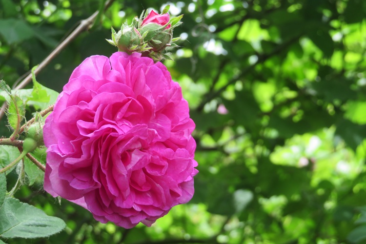 Spring blooms along the Chemin de St Jacques in France
