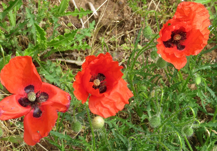 Spring blooms along the Chemin de St Jacques in France