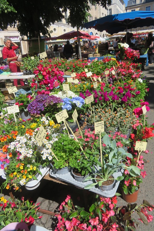 Spring blooms along the Chemin de St Jacques in France