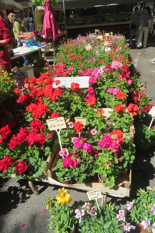 Spring blooms along the Chemin de St Jacques in France