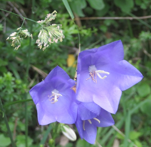 Spring blooms along the Chemin de St Jacques in France