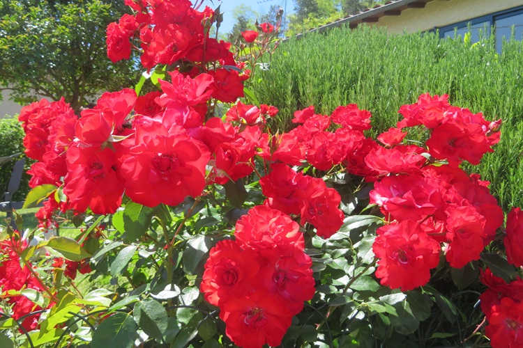 Spring blooms along the Chemin de St Jacques in France