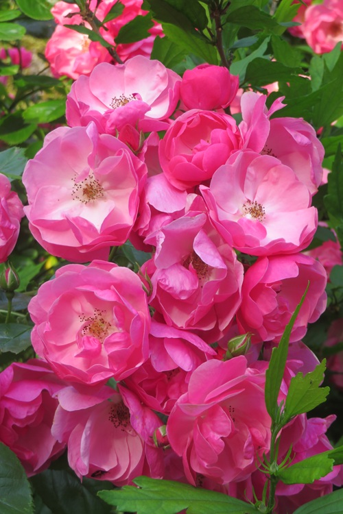 Spring blooms along the Chemin de St Jacques in France