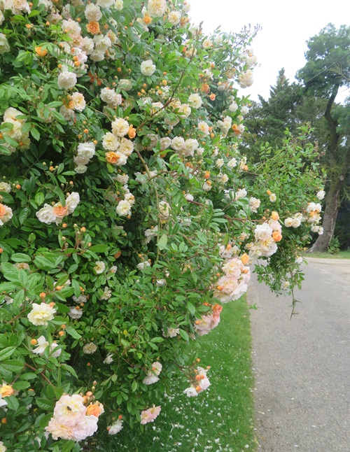 Spring blooms along the Chemin de St Jacques in France