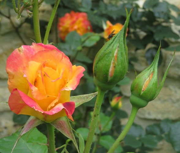 Spring blooms along the Chemin de St Jacques in France
