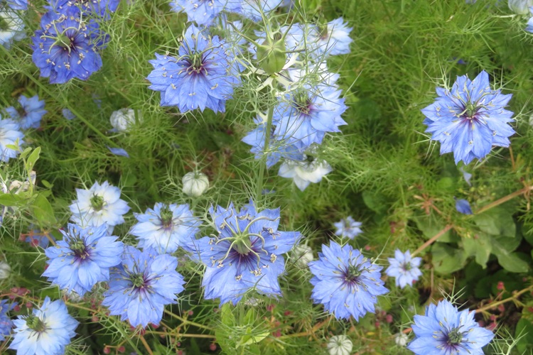 Spring blooms along the Chemin de St Jacques in France