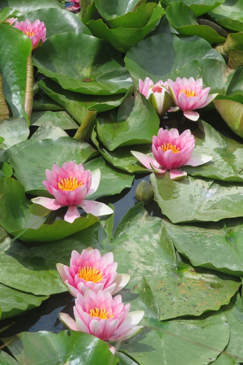 Spring blooms along the Chemin de St Jacques in France