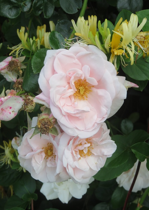 Spring blooms along the Chemin de St Jacques in France