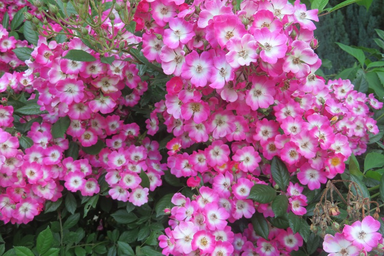 Spring blooms along the Chemin de St Jacques in France