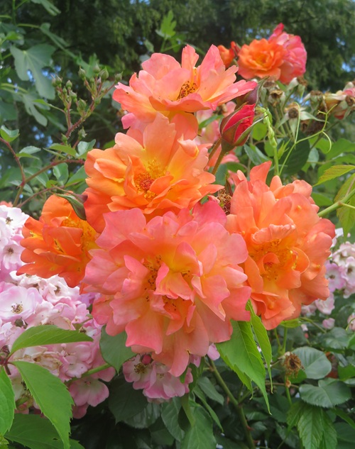 Spring blooms along the Chemin de St Jacques in France