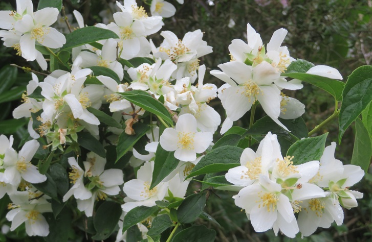 Spring blooms along the Chemin de St Jacques in France